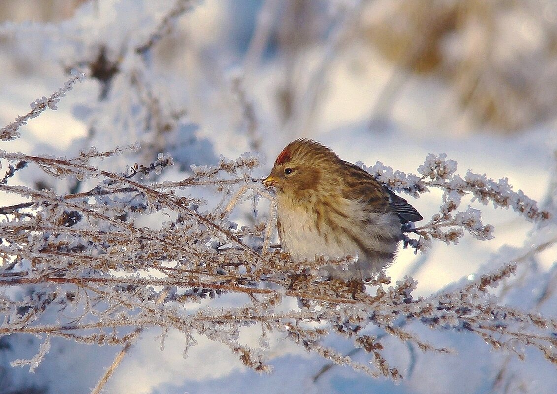 чечётка - gawrilа - dan