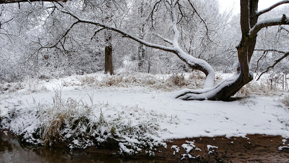 Причуды заснеженного леса. - Милешкин Владимир Алексеевич 