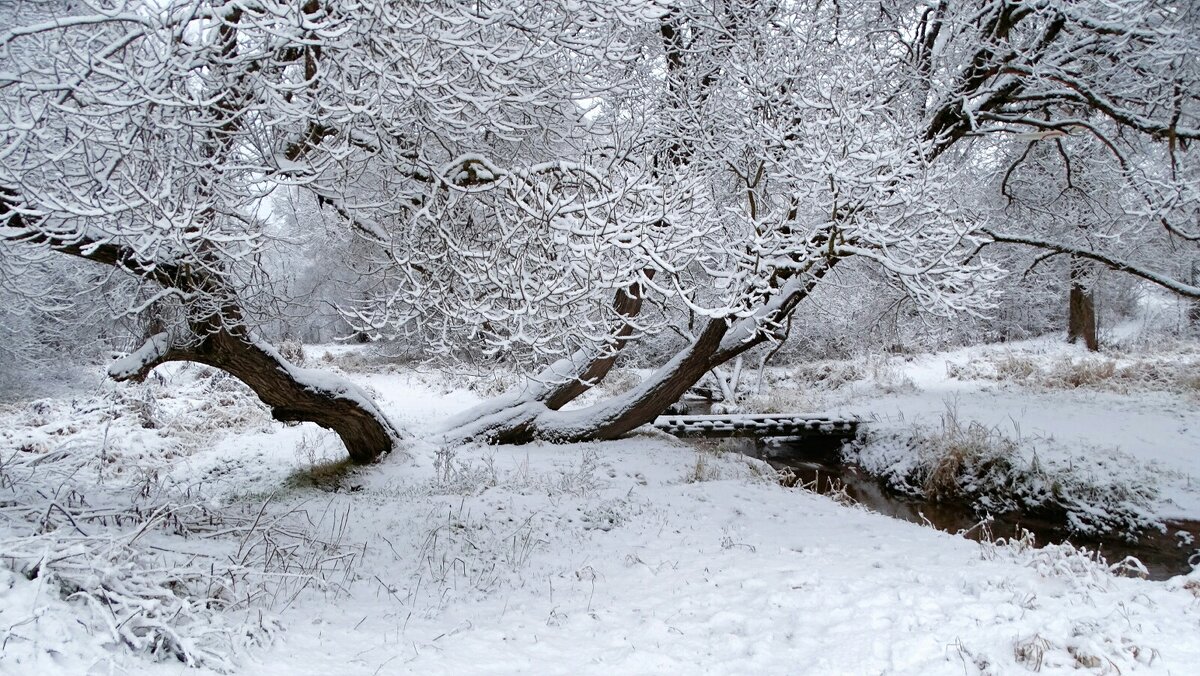 Причуды заснеженного леса. - Милешкин Владимир Алексеевич 