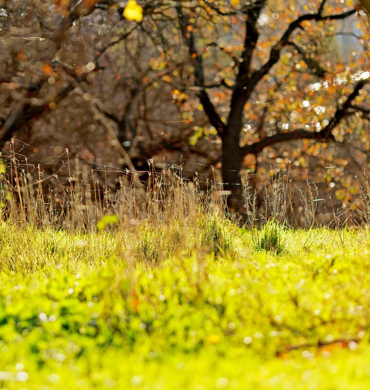 Конец осени +18 - Светлана Тихонина