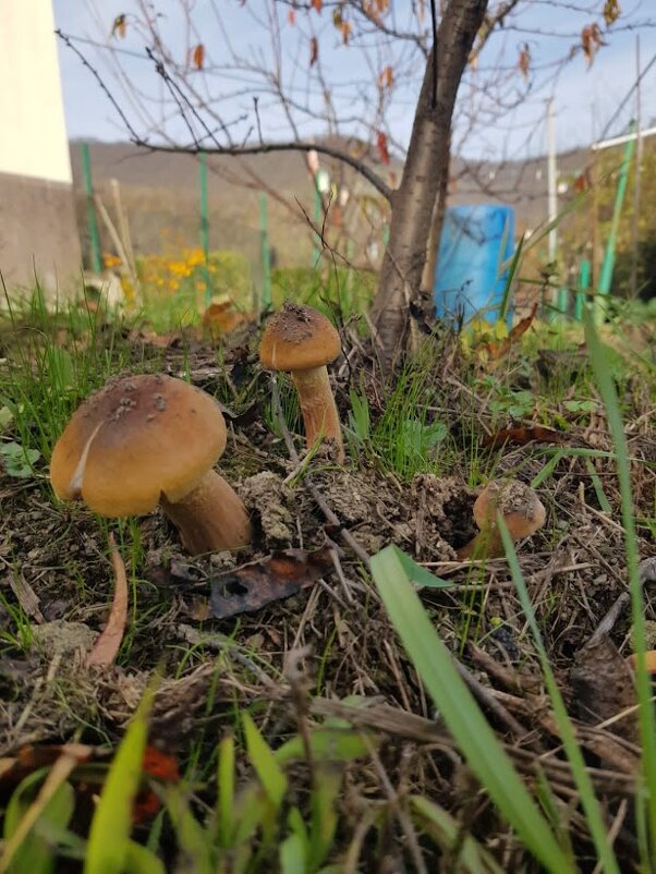 Грибочки в ноябре - Tata Wolf