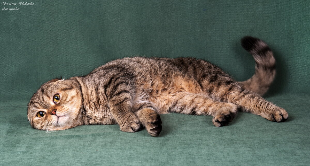 Шотландская вислоухая кошка (Scottish Fold) - Светлана Ищенко