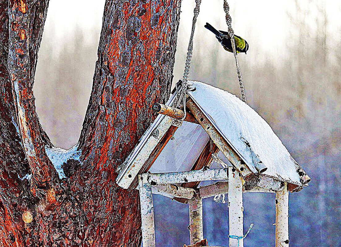 Морозное утро синицы! - Владимир 