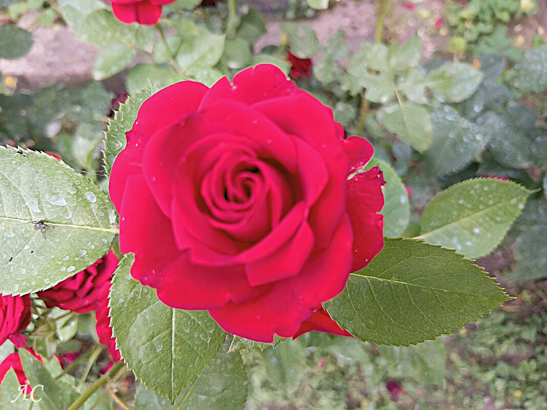 Лучики солнца в пасмурный день (серия) - Любовь Сахарова