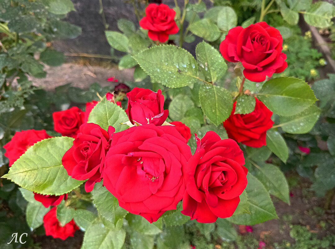 Лучики солнца в пасмурный день (серия) - Любовь Сахарова