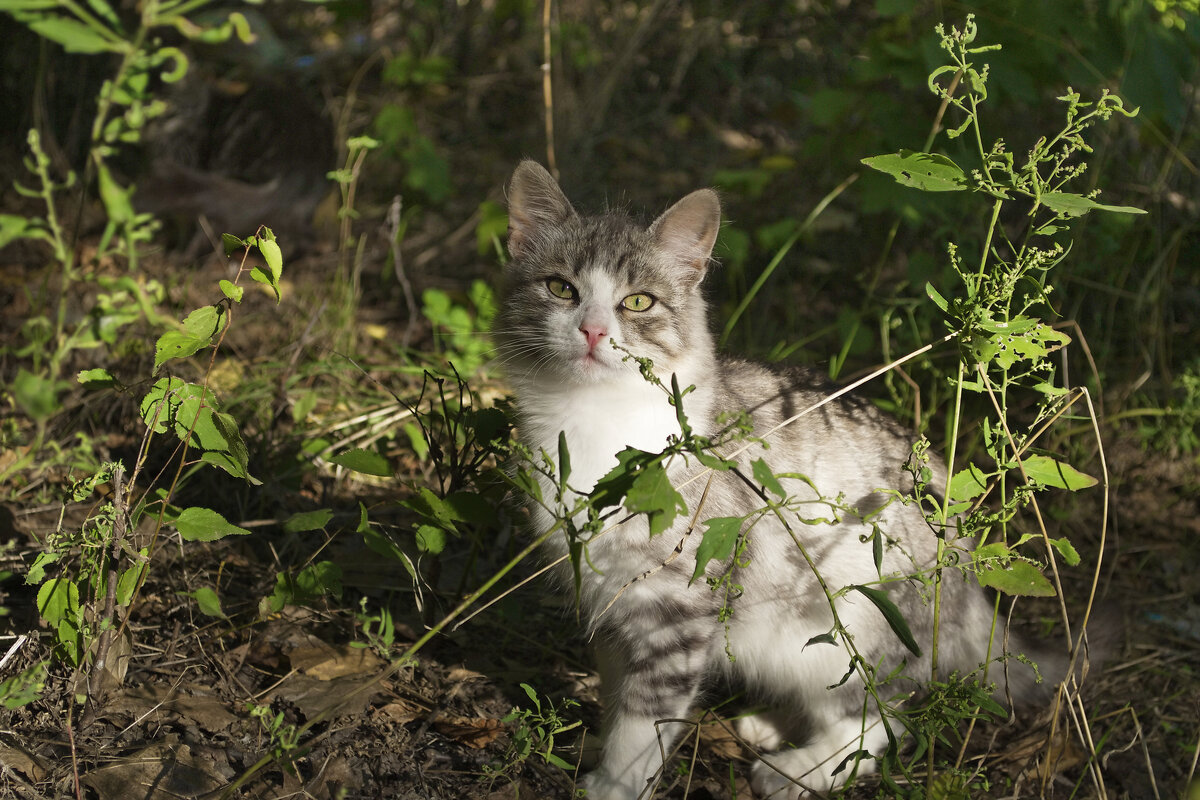 Кошка - Александр Лычагин