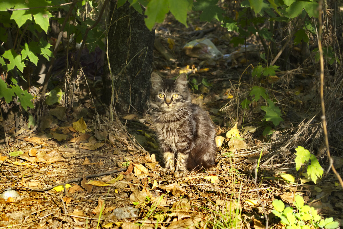 Котенок - Александр Лычагин