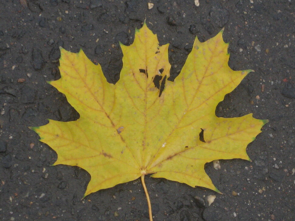 Жёлтый лист кленовый - Дмитрий Никитин Жёлтый лист кленовый - Дмитрий Никитин