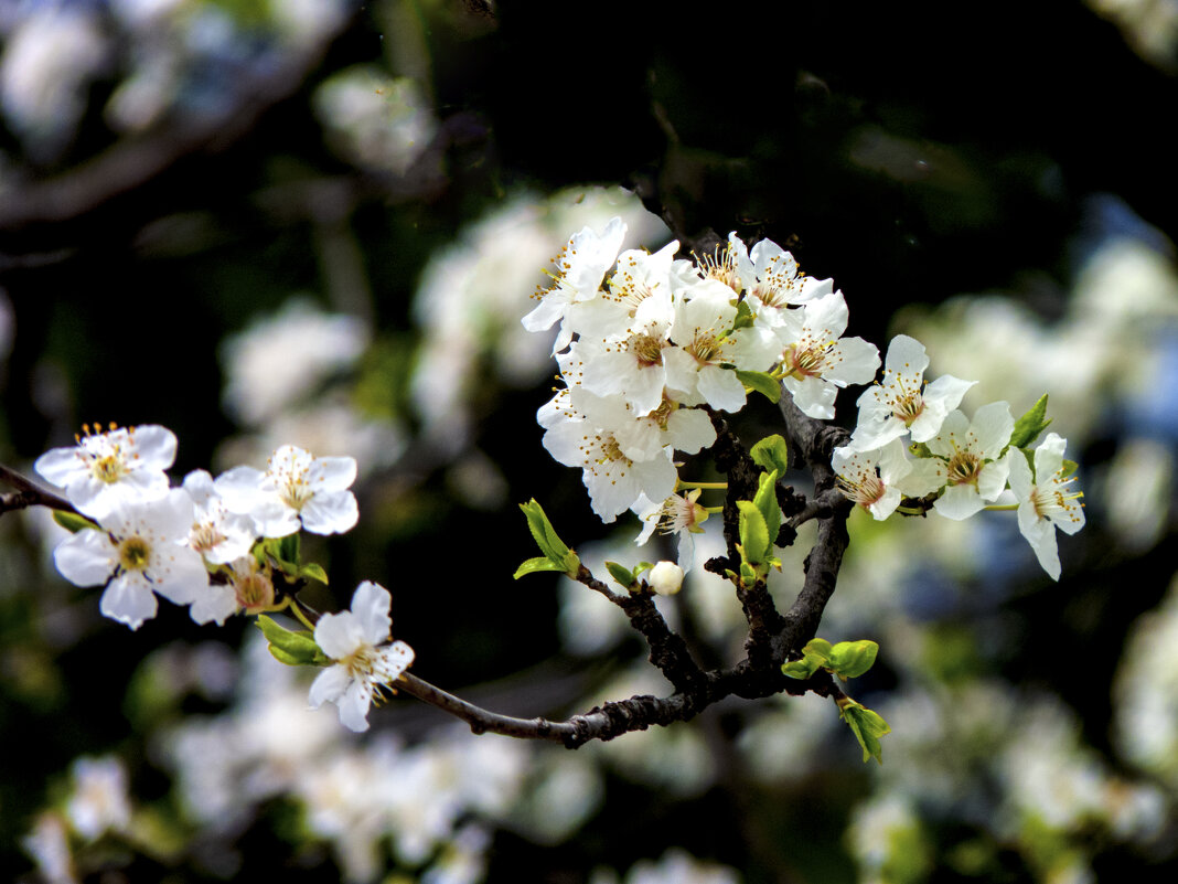 Весенняя веточка - Валентин Семчишин Весенняя веточка - Валентин Семчишин