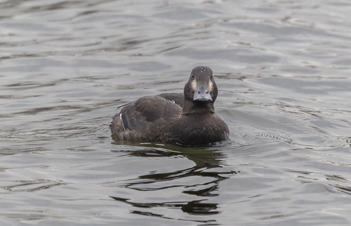 турпан. - юрий макаров