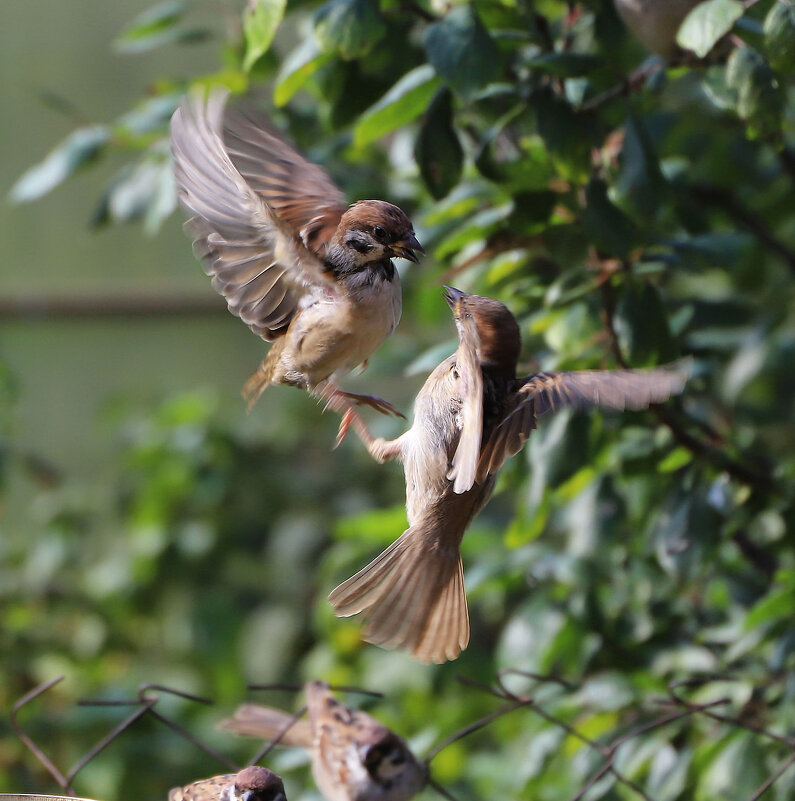 Воробьи - краснов юрий 