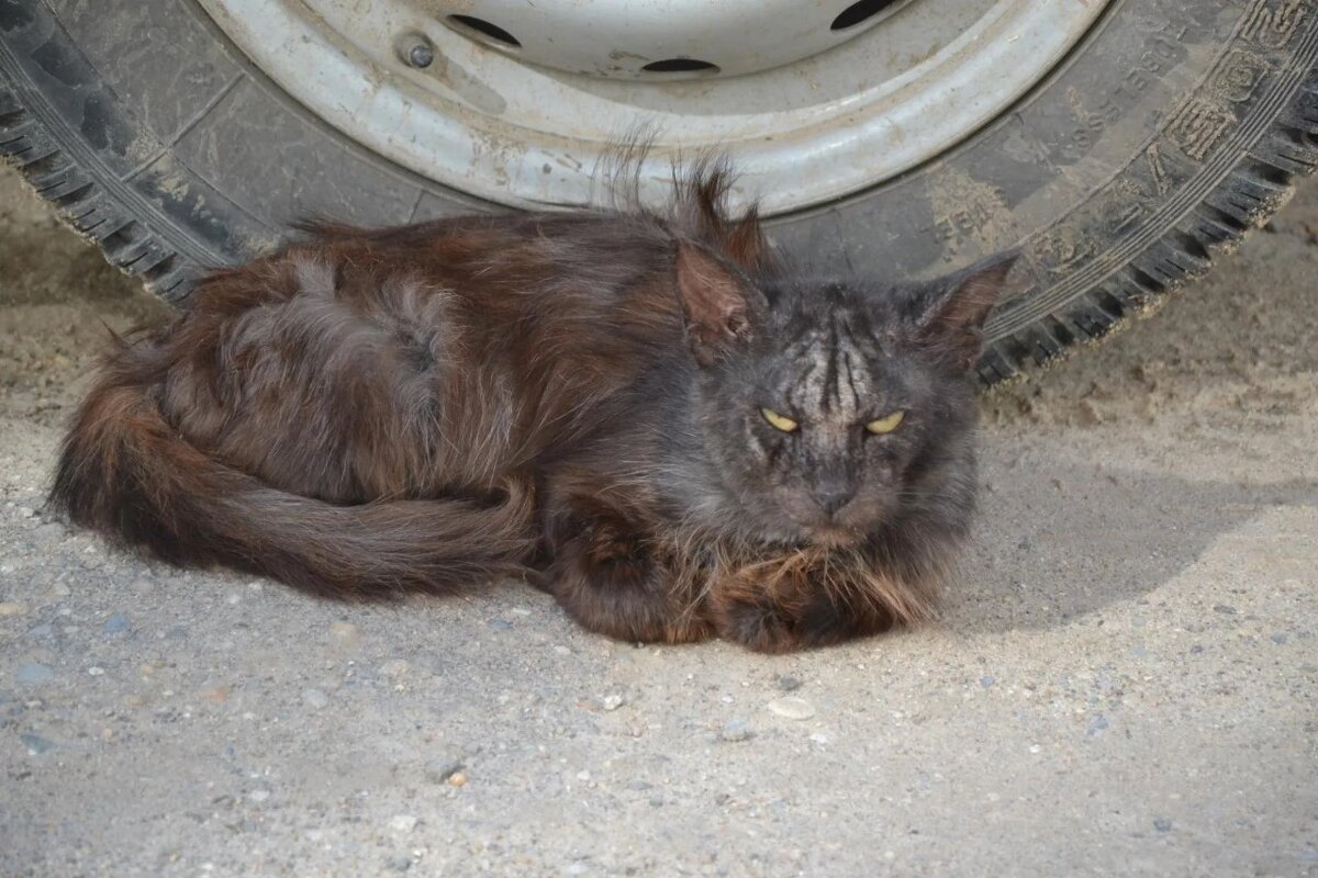 Кот Василий по кличке Босс: -"Поднимите мне веки..." - Надежда 