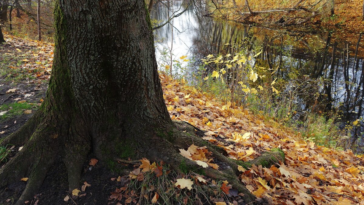 Ноябрьская зарисовка - Рита Симонова Ноябрьская зарисовка - Рита Симонова