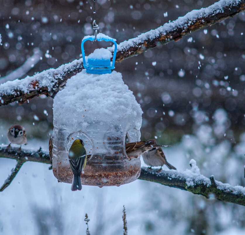 Птичкина трапеза. - Анатолий Нецепляев
