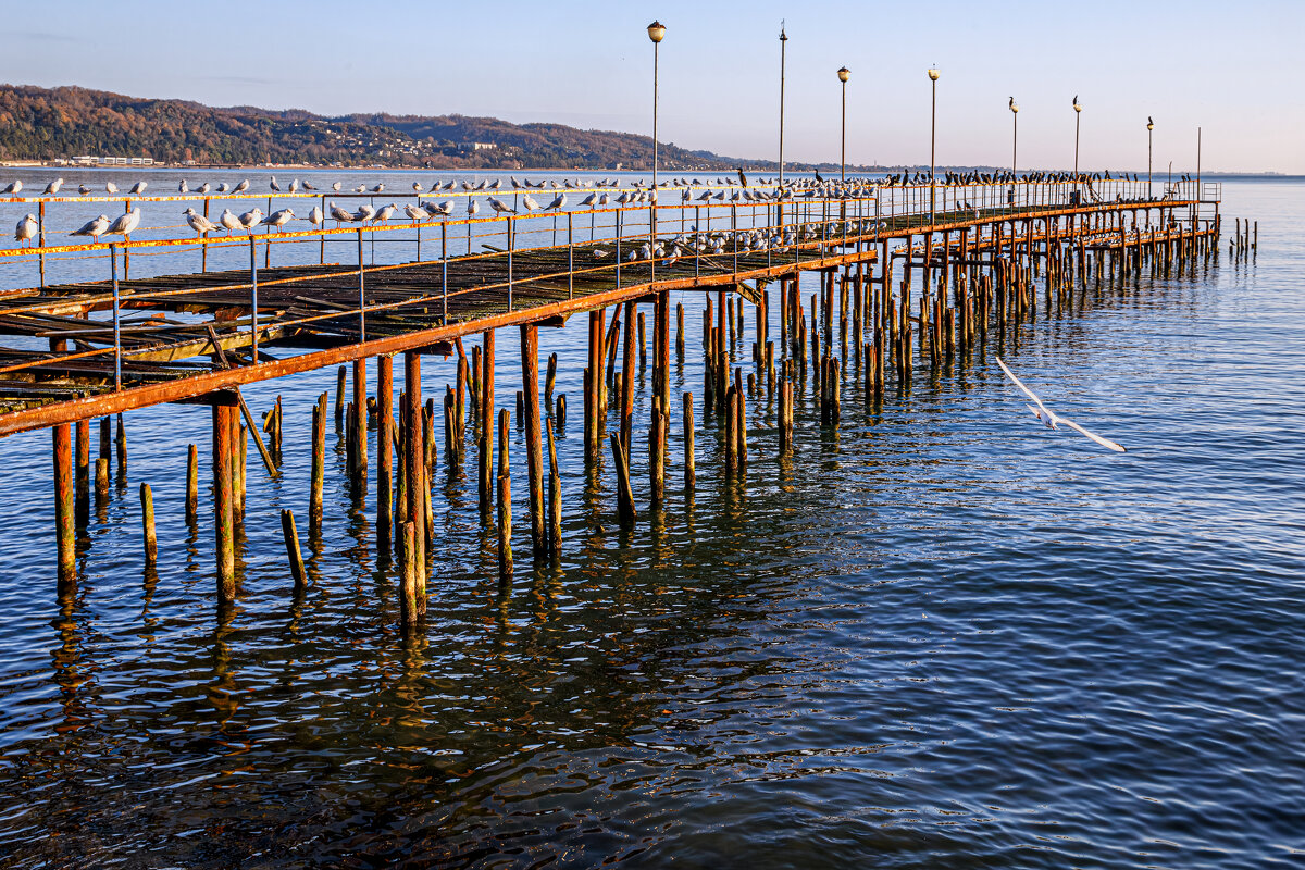 Птичий базар - Eugene *