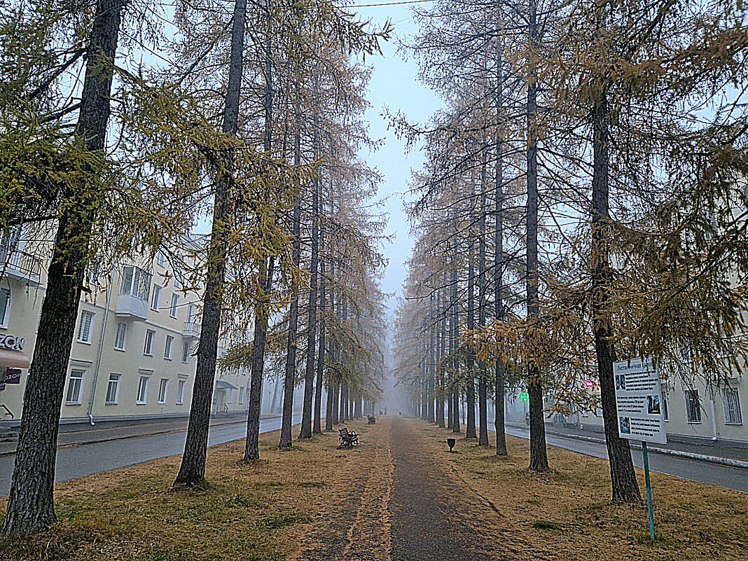 Лиственничная аллея - Алевтина 