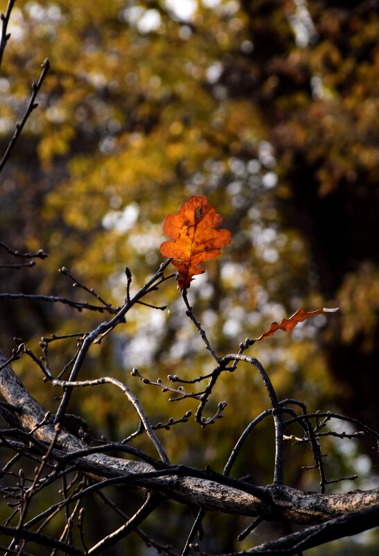 *** - Павленко Михаил 
