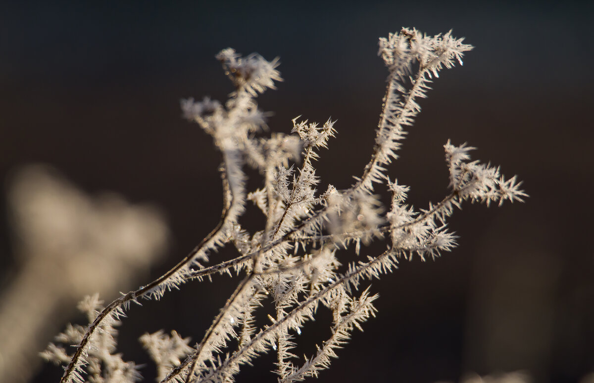Первые заморозки. - Sergey (Apg)