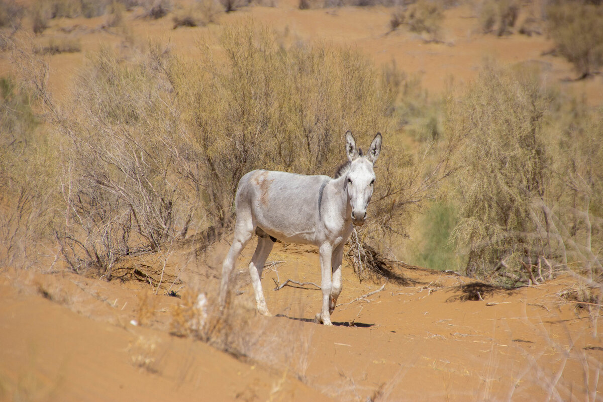 Ослик - Максим 