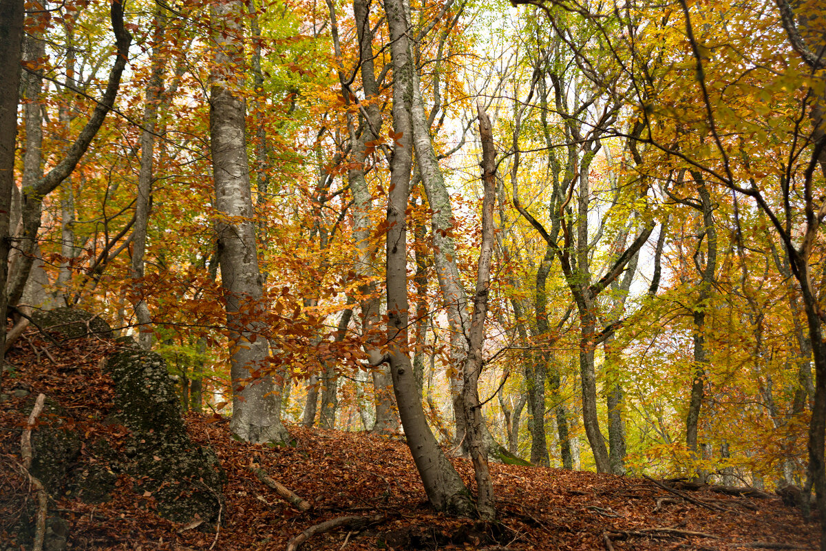 про шорохи лесные... - Всеволод 
