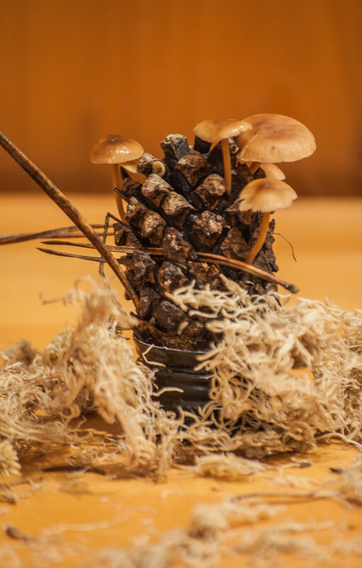 Грибы и шишки - yav 110455