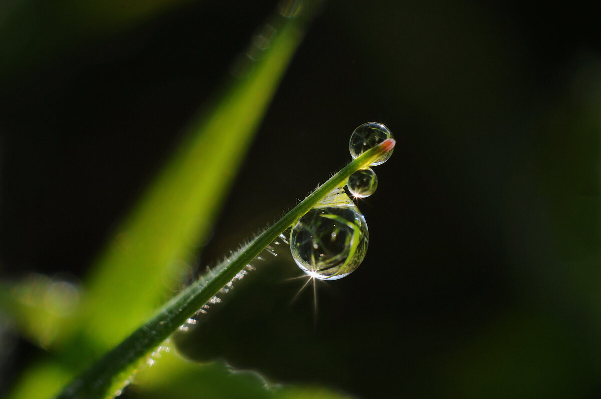 Капельки - росинки в осенних солнечных лучах.... - Надежда Куркина Капельки - росинки в осенних солнечных лучах.... - Надежда Куркина