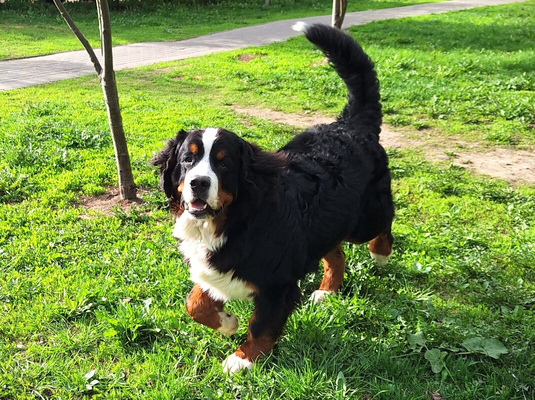 Балу - Наталья Балу - Наталья