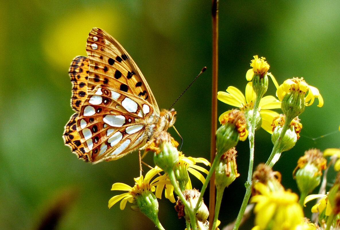 опять про бабочек...111 - Александр Прокудин
