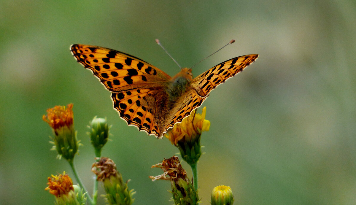 опять про бабочек...115 - Александр Прокудин