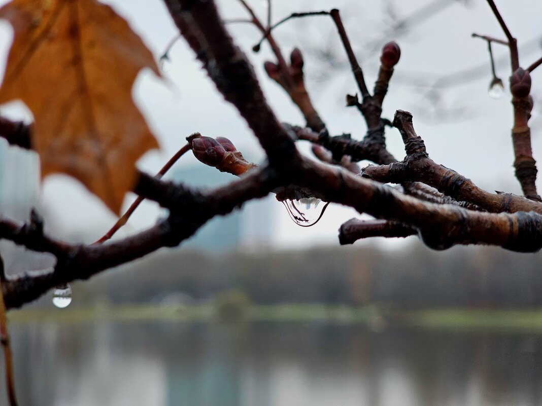 Капельки - Мария Яковлева