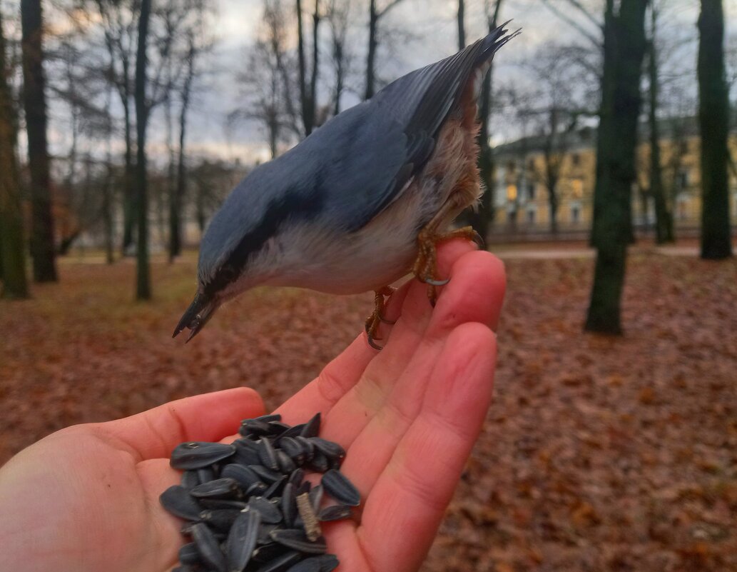 Поползень - Сапсан 