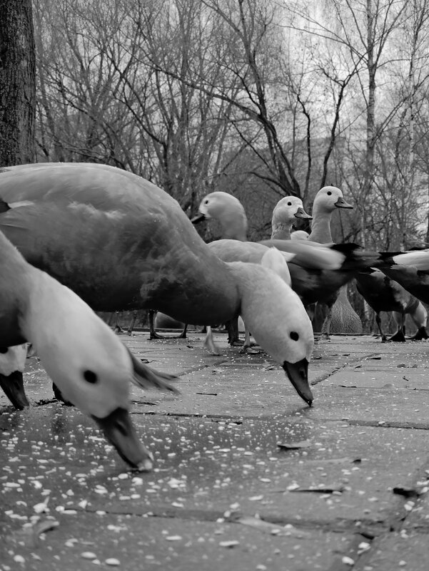 Уточки - Мария Яковлева