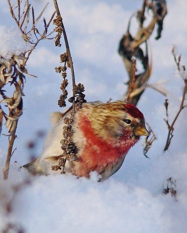 чечётка - gawrilа - dan