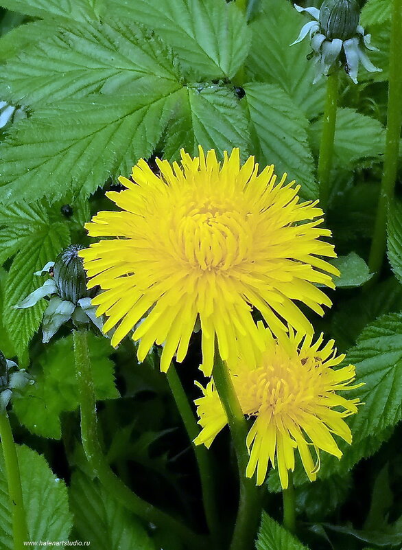 Скоро Весна! - Игорь Корф