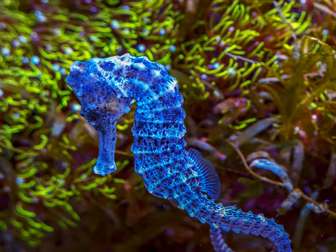 Длиннорылый морской конёк - Aleksey Afonin