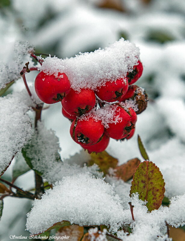 ... - Светлана Ищенко