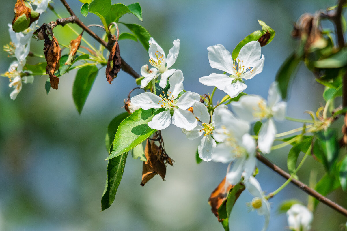 *** - Виктор Иванович Чернюк
