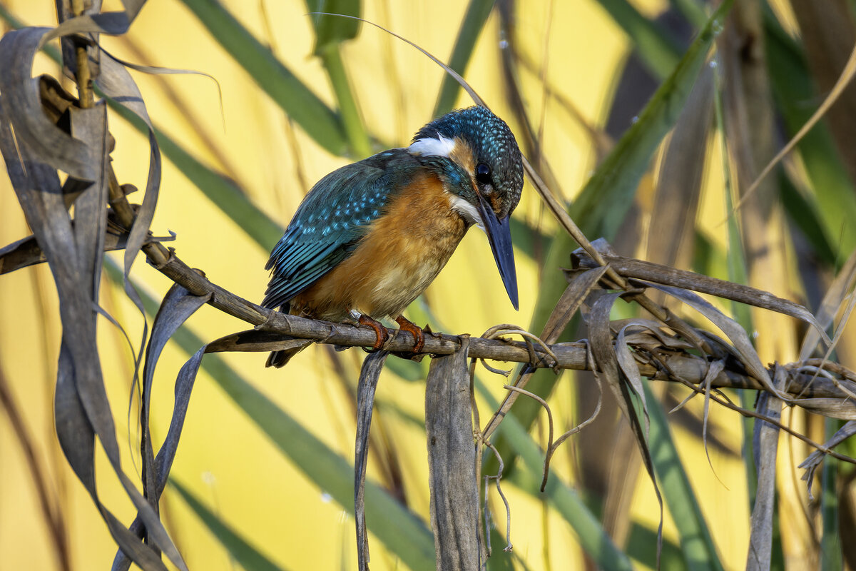 Зимородок обыкновенный. - Alexander Amromin