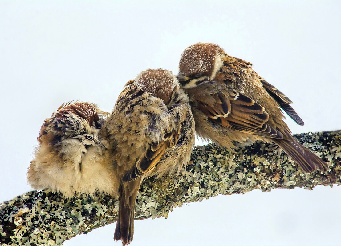 Пережидая холода. - Михаил Белоусов
