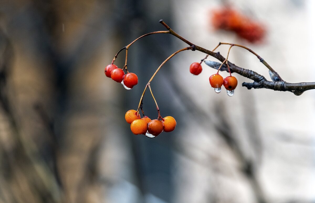 Рябиновый этюд - Валерий Иванович