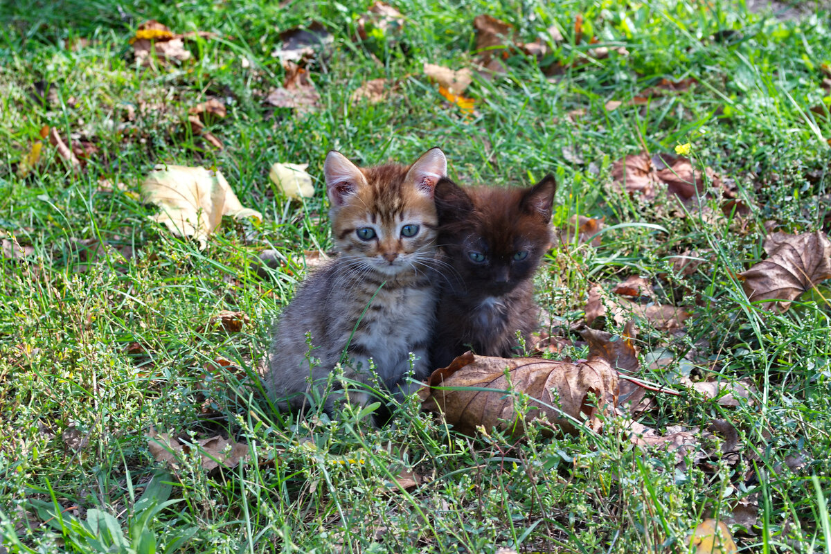 Котята - Александр Лычагин