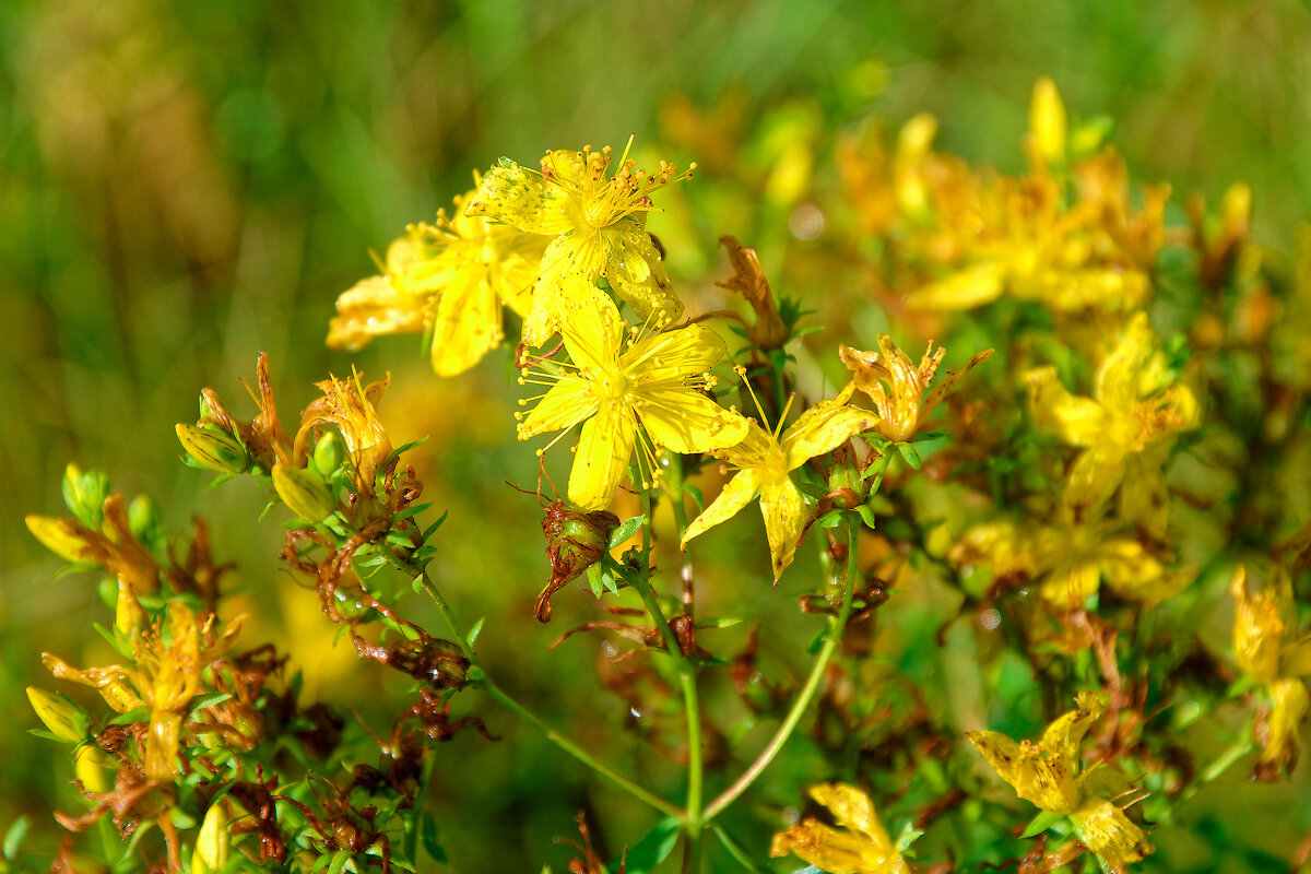 Зверобой - Дмитрий Конев