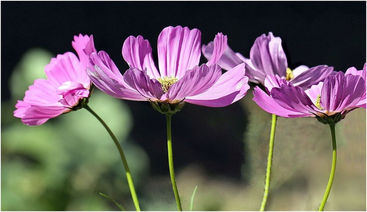 Космея - ZNatasha -