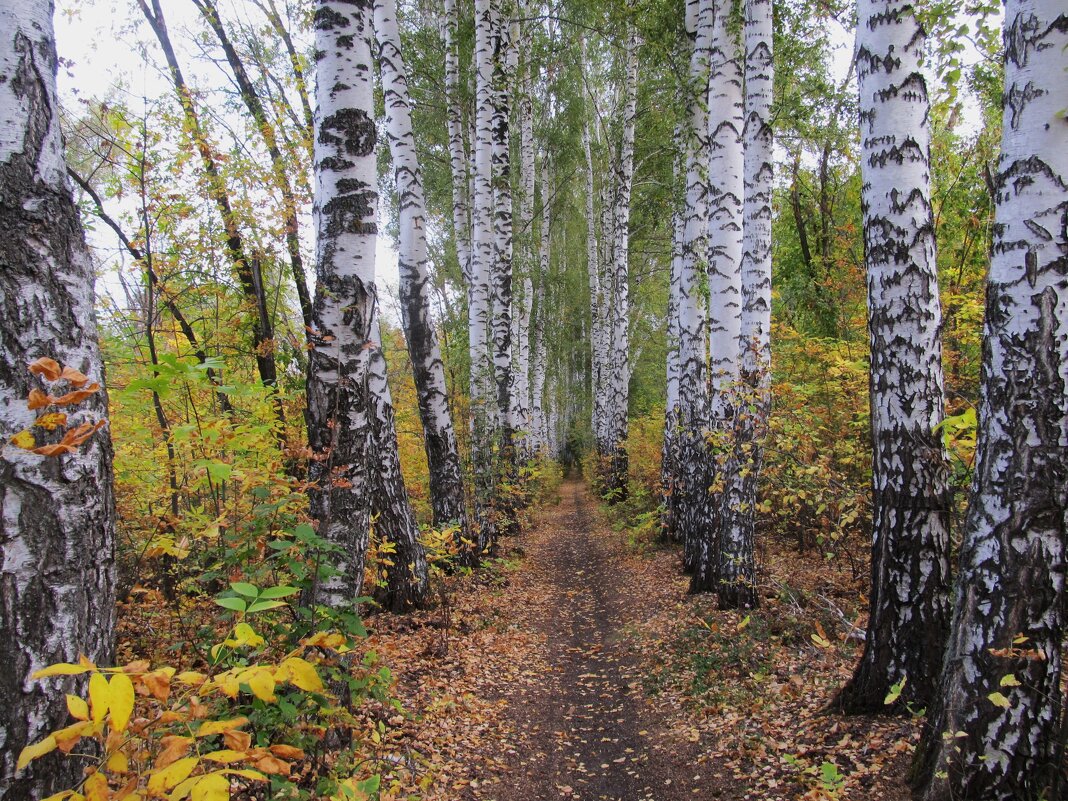 берёзовая аллея - Елена Шаламова