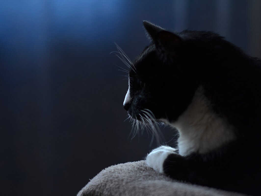 Гоша - Анна S