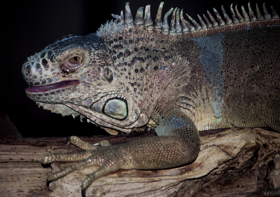 Обыкновенная ИГУАНА - Владимир Максимов