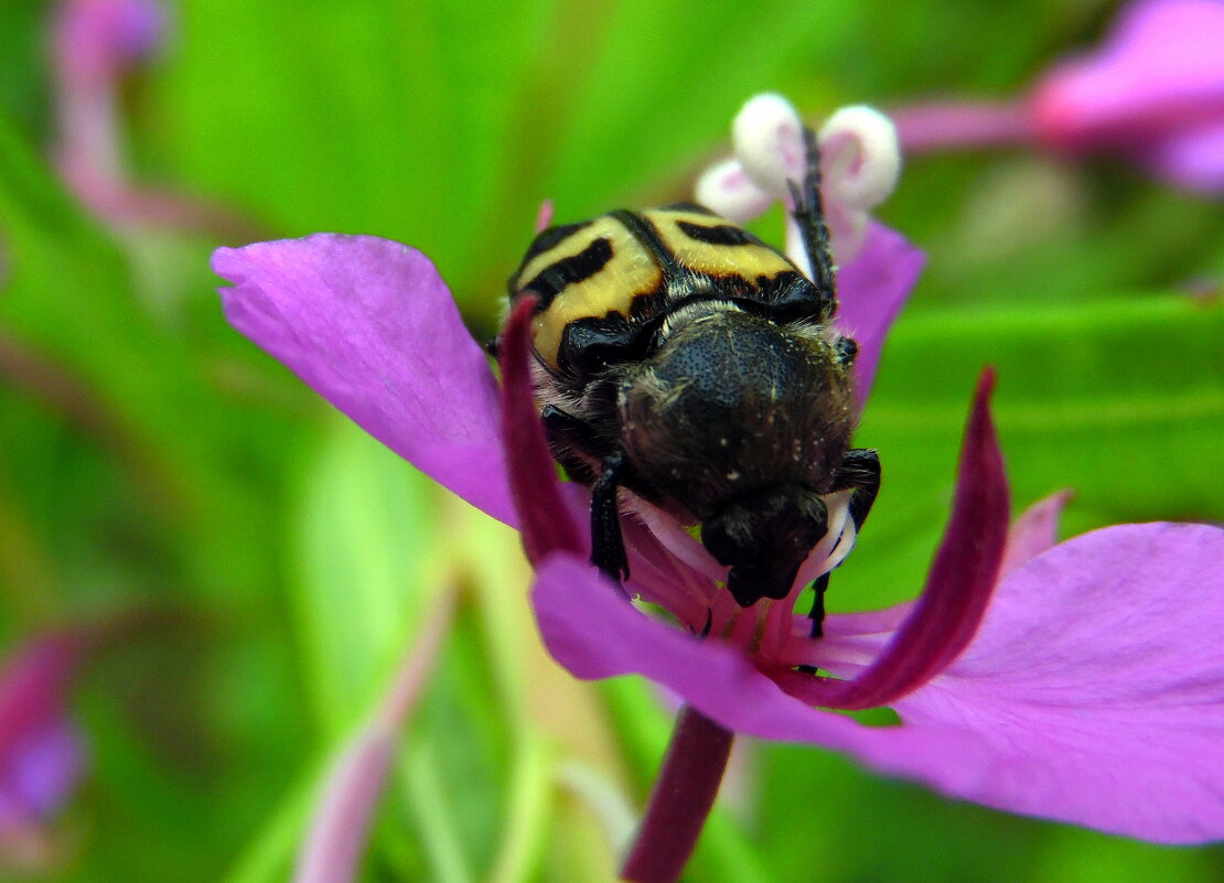 Восковик. - nadyasilyuk Вознюк