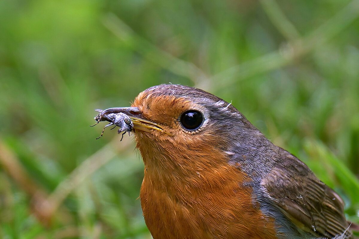 Иллюстрация  закона природы - Николай Соколухин