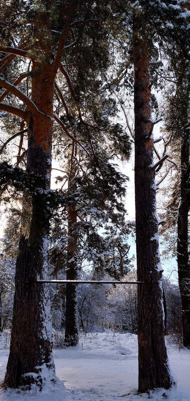 Сосны - Радмир Арсеньев