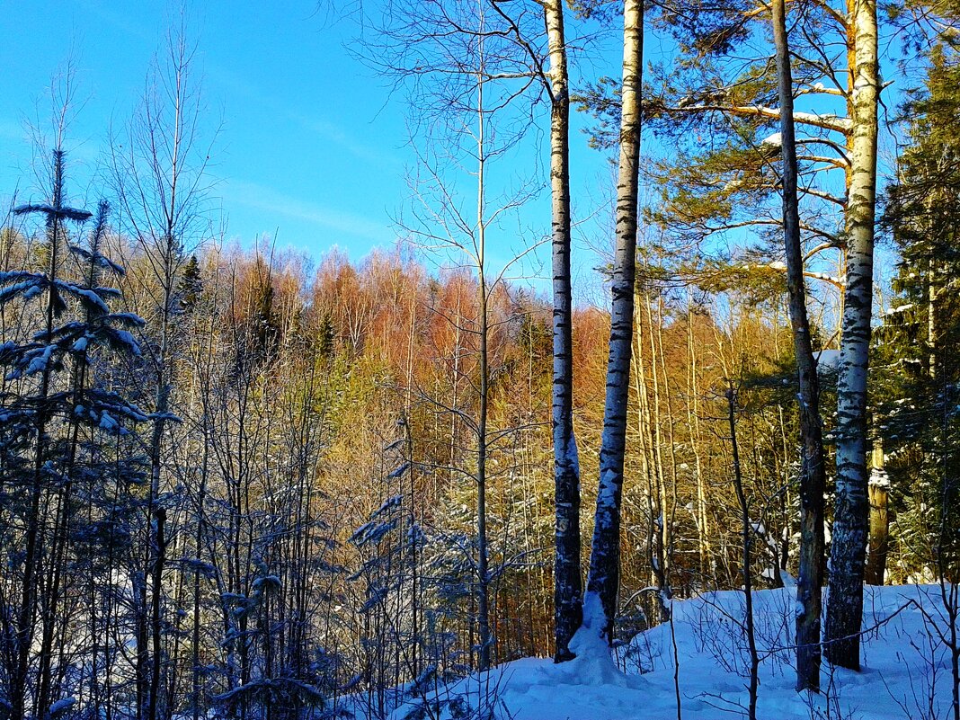 природа - Владимир 